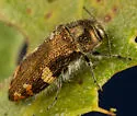 Acmaeodera coquilletti - photo 3