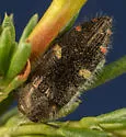 Acmaeodera coquilletti - photo 4