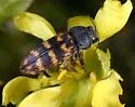 Acmaeodera cribricollis - photo 2