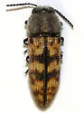 Acmaeodera cribricollis - photo 3