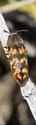 Acmaeodera cribricollis - photo 5