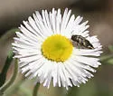 Acmaeodera cuneata - photo 2