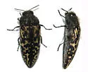 Acmaeodera cuneata - photo 3