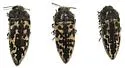 Acmaeodera cuneata - photo 4