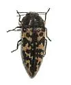Acmaeodera cuneata - photo 5