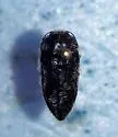 Acmaeodera curtilata - Acmaeodera curtilata