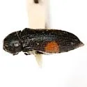 Acmaeodera davidsoni - photo 2