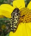 Acmaeodera decipiens - photo 2