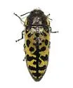 Acmaeodera decipiens - photo 3