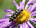 Acmaeodera decipiens - photo 4