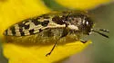 Acmaeodera decipiens - photo 5