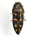 Acmaeodera delumbis - Acmaeodera delumbis