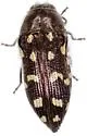 Acmaeodera delumbis - photo 2