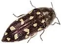 Acmaeodera delumbis - photo 3