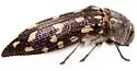 Acmaeodera delumbis - photo 4