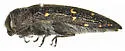Acmaeodera depressa - photo 2