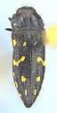 Acmaeodera depressa - photo 4