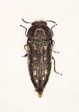 Acmaeodera depressa - photo 5