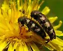 Acmaeodera diffusa - photo 2