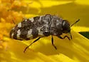Acmaeodera diffusa - photo 4