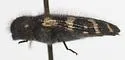 Acmaeodera diffusa - photo 5