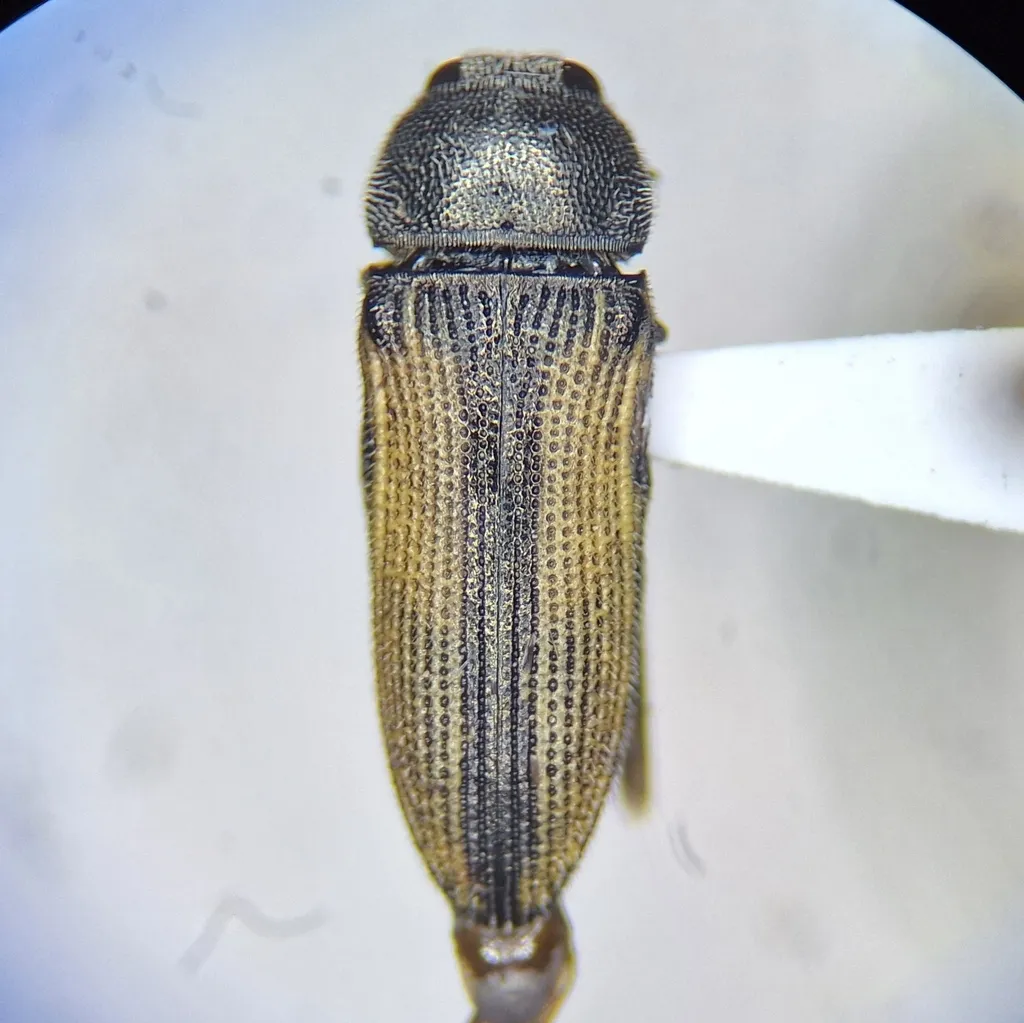 Acmaeodera discalis - photo 2