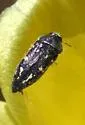 Acmaeodera dolorosa - Acmaeodera dolorosa