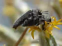 Acmaeodera dolorosa - photo 2