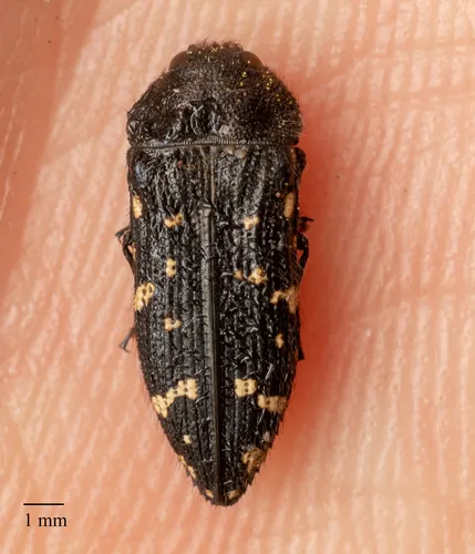 Acmaeodera errans - Acmaeodera errans