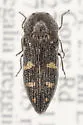 Acmaeodera fattigi