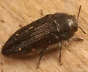Acmaeodera fenyesi - photo 2