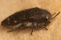 Acmaeodera fenyesi - photo 3