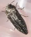 Acmaeodera fenyesi - photo 4