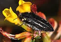 Acmaeodera fenyesi - photo 5