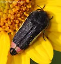 Acmaeodera flavomarginata - photo 2