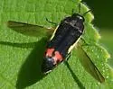Acmaeodera flavomarginata - photo 3