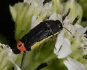 Acmaeodera flavomarginata - photo 4