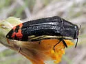 Acmaeodera flavomarginata - photo 5