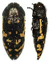 Acmaeodera flavopicta - Acmaeodera flavopicta