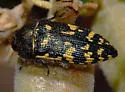 Acmaeodera flavopicta - photo 2