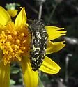 Acmaeodera flavopicta - photo 3