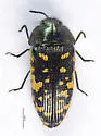 Acmaeodera flavopicta - photo 4