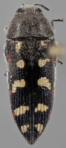 Acmaeodera gibbula - photo 2