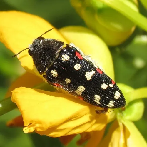 Acmaeodera gibbula - photo 3