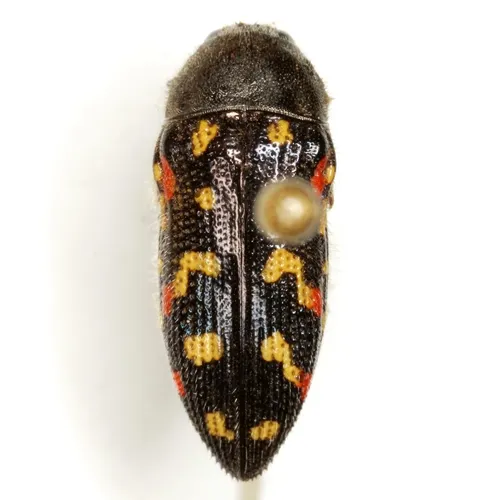 Acmaeodera gibbula - photo 4