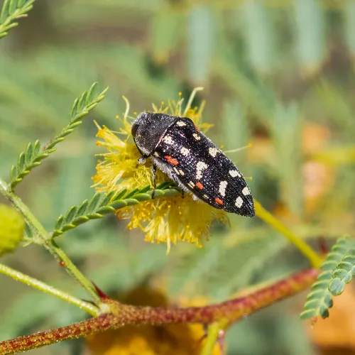 Acmaeodera gibbula - photo 5