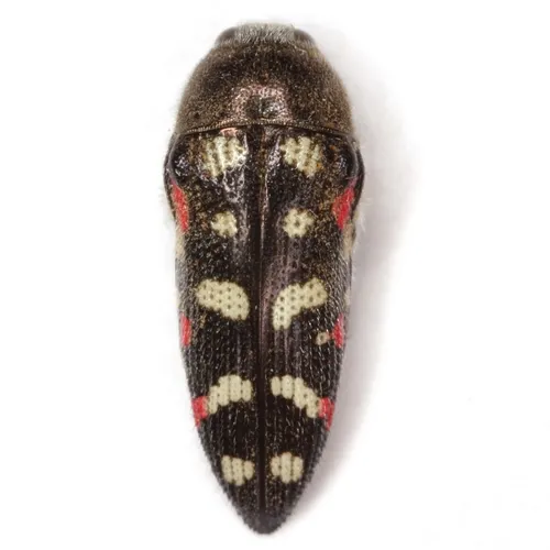 Acmaeodera gibbula - photo 6