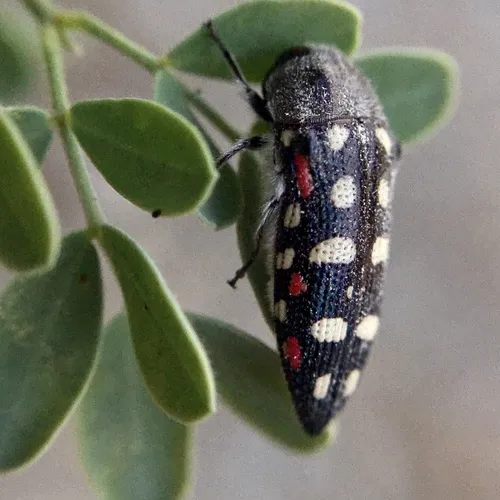 Acmaeodera gibbula - photo 7