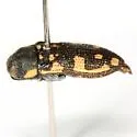 Acmaeodera gillespiensis - photo 2