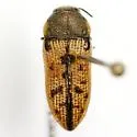 Acmaeodera gillespiensis - photo 3